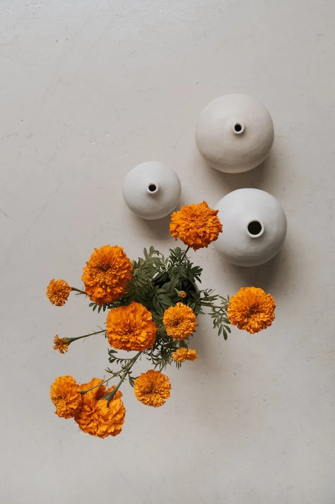 Compact Mirrorless Camera Elite